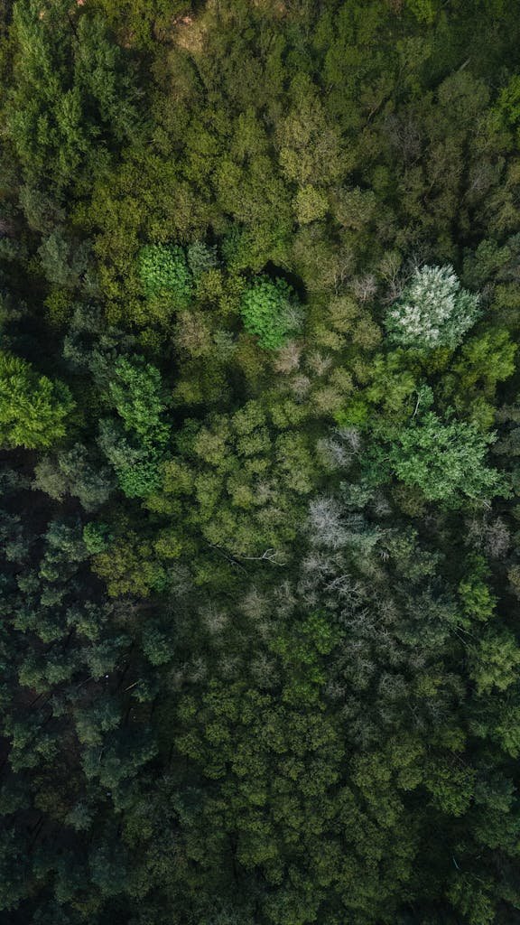 A breathtaking aerial view of a dense, lush green forest showcasing nature's beauty.